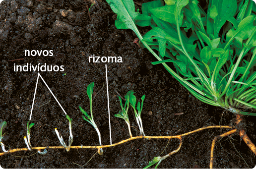 Fotografia. Em meio à terra, o rizoma, uma raiz horizontal com pequenas folhas, os novos indivíduos. À direita, folhas compridas e verdes.
