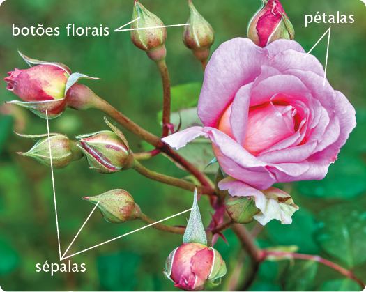 Fotografia. Uma flor rosa com várias pétalas em camadas, presa a um galho. Nos galhos, há botões florais que ainda não se abriram. Na parte exterior da flor, encontram-se as sépalas verdes, semelhantes às pétalas.
