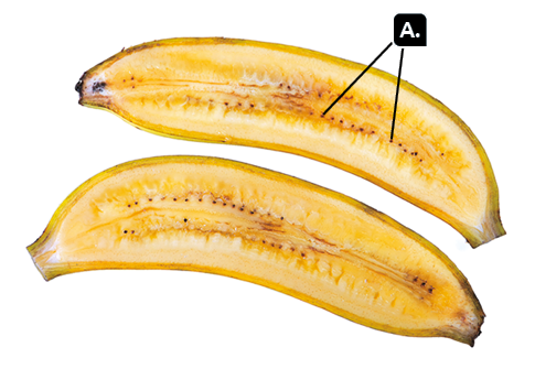 Fotografia. Uma banana cortada em dois pedaços. Indicada com a letra A, parte de dentro amarelada com pequenos pontos escuros espalhados no interior.