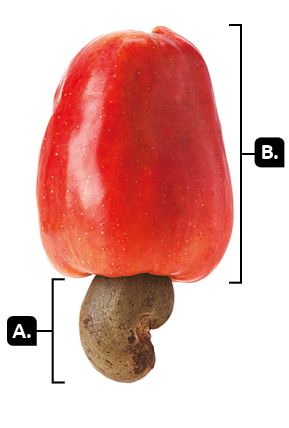 Fotografia. Um caju. Indicada com a letra A, um fruto escuro, pequeno e curvo que fica na parte inferior. Indicada com a letra B, a parte superior, que é arredondada e vermelha.