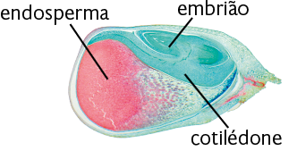 Fotografia. Uma semente em corte observada ao microscópio. Forma arredondada. À esquerda, o endosperma avermelhado, e acima, o embrião, com forma oval e esverdeado. Ao redor do embrião há uma camada com a indicação: cotilédone.