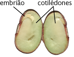 Fotografia. Uma semente ovalada cortada ao meio, com uma pequena forma oval na lateral, o embrião. Nas partes brancas do restante do interior da semente há a indicação: cotilédones.