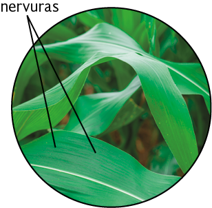 Fotografia. Uma folha verde e alongada, com linhas na extensão de sua superfície com a seguinte indicação: nervuras.