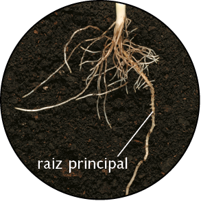 Fotografia. Uma raiz composta por diversos filamentos está sobre a terra, com um dos filamentos de maior comprimento e a seguinte indicação nele: raiz principal.
