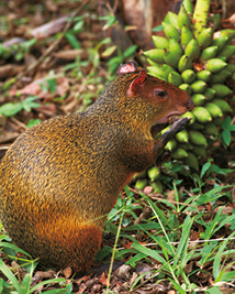 Fotografia. Uma cutia, um animal pequeno com pelos amarronzados, patas curtas e orelhas pequenas. Ele está comendo um fruto pequeno.