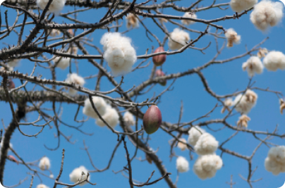 Fotografia. Há várias bolinhas plumosas brancas presas nos galhos de uma árvore, e também alguns frutos ovalados amarronzados.