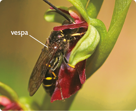 Fotografia. Uma vespa, animal com asas, corpo escuro com listras amarelas. Está pousada em cima da flor vermelha com a listra branca.