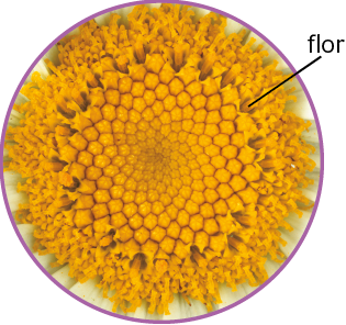Fotografia do destaque da região central da margarida. Várias estruturas amarelas pequenas, ligadas entre si em formato de disco, com a seguinte indicação em uma delas: flor.