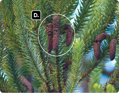 Fotografia. Em meio a folhas pequenas e finas juntas em galhos, há estruturas cilíndricas marrons destacadas com a letra D e acopladas aos galhos.
