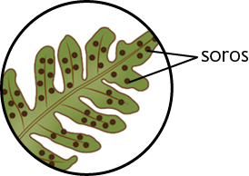 Ilustração. Uma folha de samambaia com destaque para várias bolinhas sobre ela, os soros.