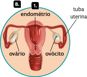 Ilustração. Marcada com a letra B, destaque para as estruturas internas do sistema genital feminino. Marcado com o número 1, o endométrio, uma camada no interior do útero. Nas laterais, estão os ovários, estruturas ovaladas que estão ligados às tubas uterinas, que são tubos pequenos e finos com projeções nas extremidades, as quais se conectam aos ovários na parte inferior. No interior do ovário da direita, há uma pequena esfera, o ovócito.