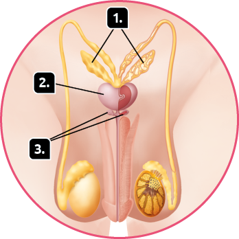 Ilustração. Destaque para o sistema genital masculino parcialmente em corte. Indicado com o número 1, as glândulas seminais, duas estruturas alongadas na parte superior. Indicado com o número 2, a próstata, uma forma arredondada debaixo das glândulas seminais. Indicado com o número 3, as glândulas bulbouretrais, estruturas pequenas e arredondadas localizadas abaixo da próstata.