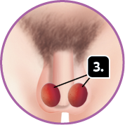 Ilustração. Região genital masculina. Indicado com o número 3, os testículos, duas estruturas ovais debaixo do pênis. 