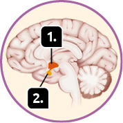 Ilustração. Encéfalo em corte. Indicado com o número 1, o hipotálamo, região arredondada na base do encéfalo. Indicado com o número 2, a hipófise, região arredondada que está abaixo do hipotálamo.