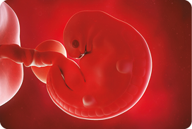 Ilustração. Corpo de um embrião humano com formato arredondado preso a um cordão.
