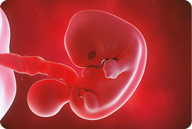 Ilustração. Corpo de um embrião humano com formato arredondado, com uma estrutura ovalada acoplada na parte inferior. O corpo está ligado por um cordão.