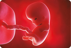 Ilustração. Corpo de um feto humano com a cabeça desproporcionalmente maior em relação ao corpo e as regiões dos olhos em formação. Possui membros pequenos e o corpo está ligado por um cordão.