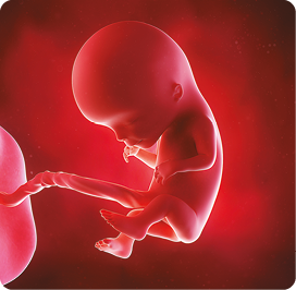 Ilustração. Corpo de um feto humano com cabeça, orelhas e braços já desenvolvidos. O feto está ligado por um cordão.