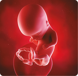 Ilustração. Corpo de um feto humano com membros mais desenvolvidos, ainda ligado a um cordão e com uma estrutura circular ao fundo ligada a ele.