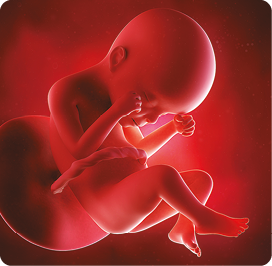 Ilustração. Corpo de um feto humano maior, com o cordão sobre a sua barriga e ligado a uma estrutura circular próxima ao seu torso.