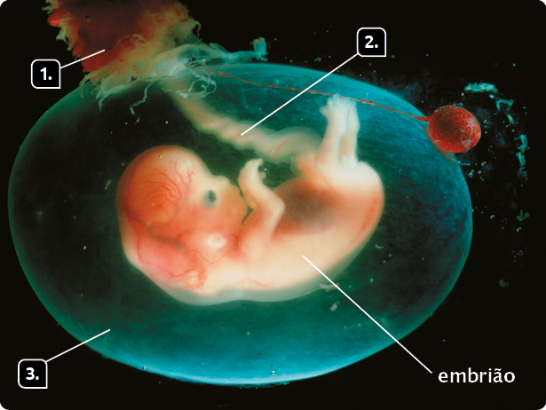 Fotografia de um embrião humano durante a gestação. Indicada com o número 1, a placenta, representada por uma mancha avermelhada na parte superior. Indicado com o número 2, o cordão umbilical ligado ao embrião, que tem um corpo pequeno com membros curtos. Indicado com o número 3, o âmnio, camada transparente e esverdeada que envolve o embrião e o cordão umbilical.