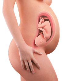 Ilustração do corpo de uma mulher, de perfil, com o feto mais desenvolvido, posicionado de cabeça para baixo e ocupando uma grande parte da barriga, que está mais volumosa.
