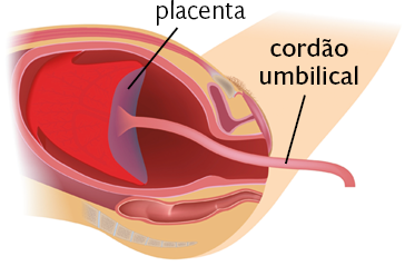 Ilustração de vista lateral em corte da barriga de uma mulher. No interior do útero, encontra-se a placenta, órgão que fica na parte superior do útero. O cordão umbilical está ligado à placenta e possui uma parte que se projeta para fora do corpo, através da vagina.
