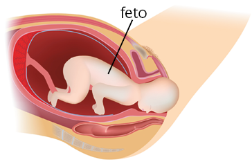 Ilustração de vista lateral em corte da barriga de uma mulher. O feto está com a cabeça encaixada na vagina, prestes a sair, enquanto o restante do corpo ainda está dentro do útero.