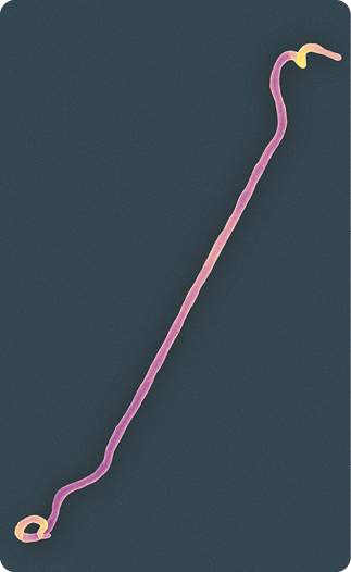 Fotografia. Um filamento rosa com as extremidades curvas.