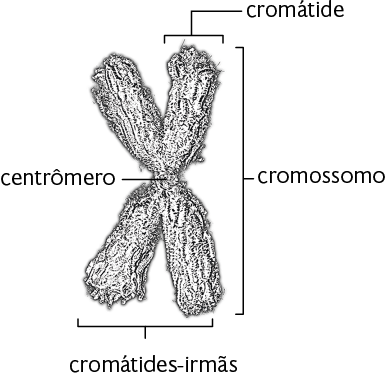 Ilustração de um cromossomo em forma de X, com dois braços verticais para cima e dois braços para baixo. Um dos braços é identificado como a cromátide, enquanto dois braços são identificados como as cromátides-irmãs. O centro onde os braços se encontram é identificado como centrômero.