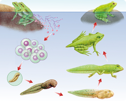 Esquema com ilustrações. Etapas da reprodução da rã. Sobre uma pedra, há duas rãs, uma em cima da outra. Na parte posterior delas, dentro da água, há flagelos com uma extremidade arredondada, esferas e esferas com bolinhas dentro. Há uma seta apontando para esferas aglomeradas com bolinhas dentro. Depois, uma seta apontando para um pequeno animal em destaque, com forma arredondada. Seta apontando para um animal maior, com corpo alongado, achatado e uma cauda longa. Seta apontando para um animal com cauda longa e pernas posteriores começando a se desenvolver. Seta apontando para um animal com cauda longa e com pernas posteriores e anteriores bem desenvolvidas. Seta apontando para um animal com cauda curta e quatro patas achatadas, sendo que as patas posteriores são maiores e dobradas. Depois, a última seta, apontando para um animal sem cauda em uma pedra, com corpo achatado e arredondado, pernas traseiras longas, dobradas, e pernas dianteiras mais curtas. Ele está com metade do corpo dentro da água.