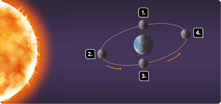 Ilustração de parte do Sol, à esquerda, e do planeta Terra, à direita, com uma elipse em volta da Terra e a Lua representada em quatro posições dessa elipse. Também há setas ao redor da elipse, no sentido anti-horário. Na posição indicada pelo número 1, a Lua está ao fundo, atrás do planeta Terra. Na posição indicada pelo número 2, a Lua está do lado esquerdo da Terra, entre o Sol e o planeta. Na posição indicada pelo número 3, a Lua está no plano da frente, diante da Terra. Na posição indicada pelo número 4, a Lua está do lado direito da Terra.