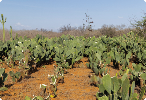 Fotografia. Vista de um local aberto com chão de terra e palmas plantadas. Elas são plantas verdes e achatadas que crescem verticalmente.