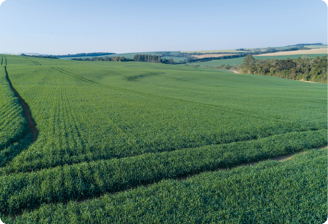 Fotografia. Vista de um amplo espaço com uma plantação verde de trigo. Ao fundo, há uma pequena área com árvores.