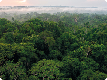 Fotografia. vista aérea de uma densa floresta com muitas árvores de folhas verde-escuras.