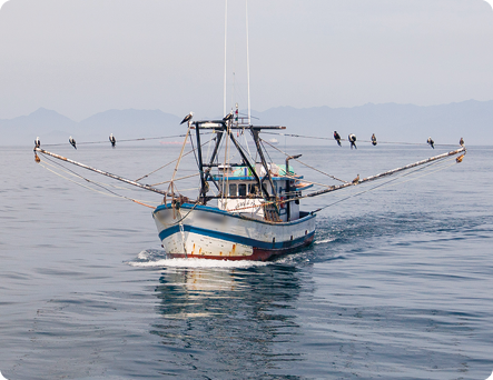 Fotografia. Em meio ao mar, há um barco com hastes nas laterais, equipado com redes e vários pássaros pousados sobre elas. No centro do barco, há uma estrutura com janelas.