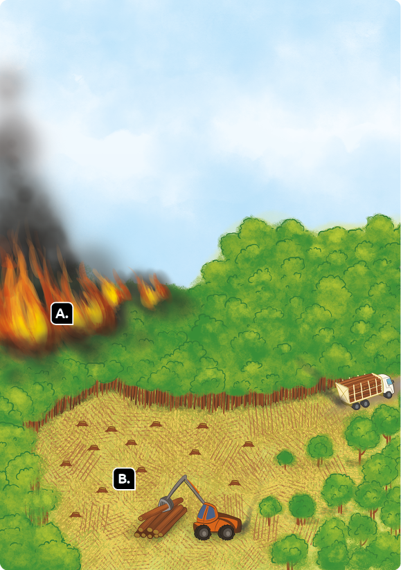 Ilustração. Vista aérea de um local com vegetação. Marcada com a letra A, há chamas em muitas árvores. Marcado com a letra B, no centro, um espaço com chão de terra e árvores cortadas. Há um carro com estrutura de garra que carrega troncos de árvores. Na extremidade direita, um caminhão com várias árvores cortadas na carreta.