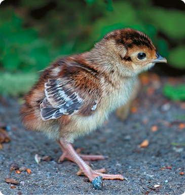 Fotografia de um filhote de faisão, ave pequena com penas amarronzadas, pernas grandes, bico pequeno e olhos escuros.  