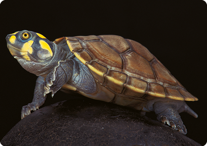 Fotografia de um tracajá, tartaruga com carapaça amarronzada, cabeça escura com manchas amarelas e membros escuros.