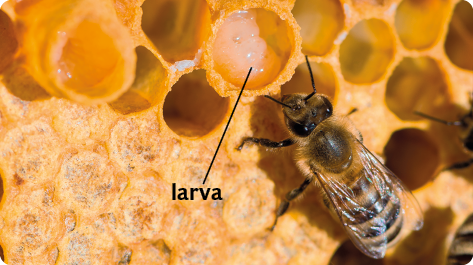 Fotografia de uma abelha sobre uma colmeia, e dentro de um favo, com forma circular, uma larva.