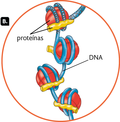Ilustração do destaque do cromossomo, indicado pela letra B. Há estruturas aproximadamente esféricas interligadas por um filamento que dá duas voltas entorno de cada esfera. Em cada uma delas também há uma estrutura cilíndrica em sua superfície, que também passa por cima das duas voltas do filamento. Na esfera e na estrutura cilíndrica há a seguinte indicação: proteínas. No filamento há a seguinte indicação: D N A.