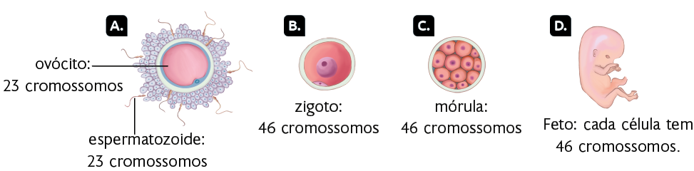 Esquema com ilustrações em sequência. Na ilustração A, uma estrutura esférica com duas camadas e, em sua superfície, pequenas esferas com pontos no centro. Há a seguinte indicação nessa estrutura: ovócito: 23 cromossomos. Ao redor dela, há algumas estruturas alongadas, com uma extremidade em forma de flagelo e a outra oval. Nessa estrutura há a seguinte indicação: espermatozoide: 23 cromossomos. Na ilustração B, uma estrutura arredondada com uma camada externa. Em um local na parte de dentro dessa camada há uma forma oval com um ponto no meio. No centro da estrutura arredondada também há uma forma esférica. Há a seguinte indicação nessa ilustração: zigoto: 46 cromossomos. Na ilustração C, há uma estrutura arredondada com uma camada externa e várias esferas dentro dela. Cada esfera tem um ponto no centro. Há a seguinte indicação nessa ilustração: mórula: 46 cromossomos. Na ilustração D, há um feto em formação, com cabeça, pequenos braços e pernas. Há a seguinte indicação nessa ilustração: Feto: cada célula tem 46 cromossomos.