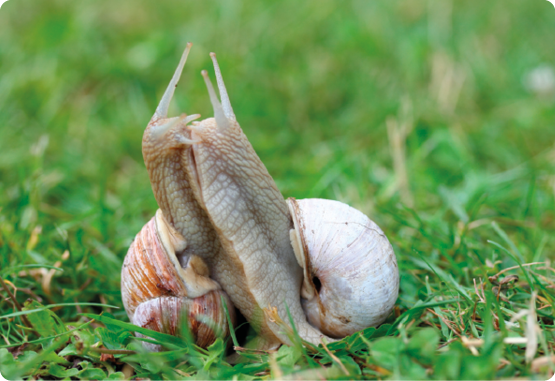 Fotografia. Dois caracóis com corpo na posição vertical, encostados de frente um para o outro. Na parte posterior do corpo, há uma concha. Eles estão em um ambiente gramado.