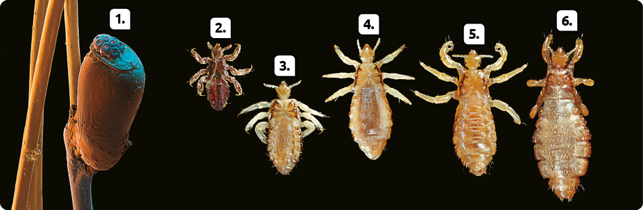 Fotografia. Sequência de imagens. Metamorfose incompleta de piolho. Marcado com o número 1, um ovo com formato ovalado preso a um fio cilíndrico. Marcada com o número 2, uma ninfa marrom-escuro, inseto pequeno com corpo ovalado e achatado, com seis patas e duas antenas. Marcada com o número 3, uma ninfa marrom-claro, inseto com corpo ovalado e achatado, com seis patas e duas antenas. Ela é maior em relação à ninfa 2. Marcada com o número 4, outra ninfa marrom-claro, inseto com corpo ovalado e achatado, com seis patas e duas antenas. Ela é maior em relação à ninfa 3. Marcado com o número 5, um macho marrom-claro, inseto com corpo ovalado e achatado, com seis patas e duas antenas. Ele é maior em relação à ninfa 4. Marcada com o número 6, uma fêmea marrom, inseto com corpo ovalado e achatado, com seis patas e duas antenas, com parte inferior mais alongada. Ela é maior que o macho marcado com o número 5.  