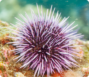 Fotografia. Ouriço-do-mar, animal redondo com espinhos roxos ao redor do corpo. Ele está sobre um coral.