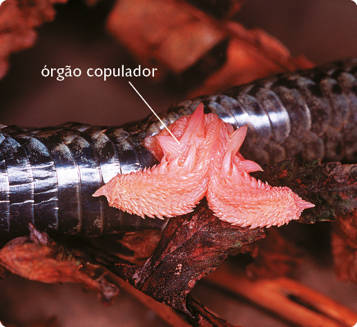 Fotografia. Corpo de uma serpente com destaque para o órgão copulador, que é bifurcado, rosado e  possui pequenas hastes verticais. Ele está localizado na parte externa da pele da serpente.