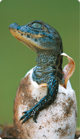 Fotografia. Um pequeno jacaré com com a cabeça e a pata esquerda para fora de um ovo. Ele possui pele escura, grandes olhos, patas finas com dedos e uma boca comprida.