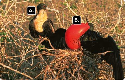 Fotografia. Dois pássaros entre pequenos galhos. Marcado com a letra A, um pássaro com bico comprido, peito amarelo, cabeça e asas pretas fechadas. Marcado com a letra B, o outro pássaro com parte frontal avermelhada e inflada, com bico comprido, cabeça e asas pretas abertas. 