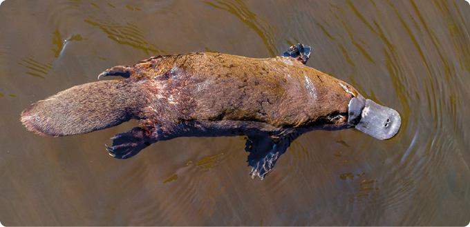 Fotografia. Um ornitorrinco sobre a água. Ele é um animal achatado, com corpo alongado, pelos amarronzados, quatro patas curtas, uma cauda longa e um bico achatado escuro.