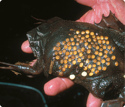 Fotografia. Uma Pipa pipa, animal de cor verde-escuro, com corpo arredondado e patas curtas e finas. Na parte superior do corpo, existem pequenas bolinhas amareladas.